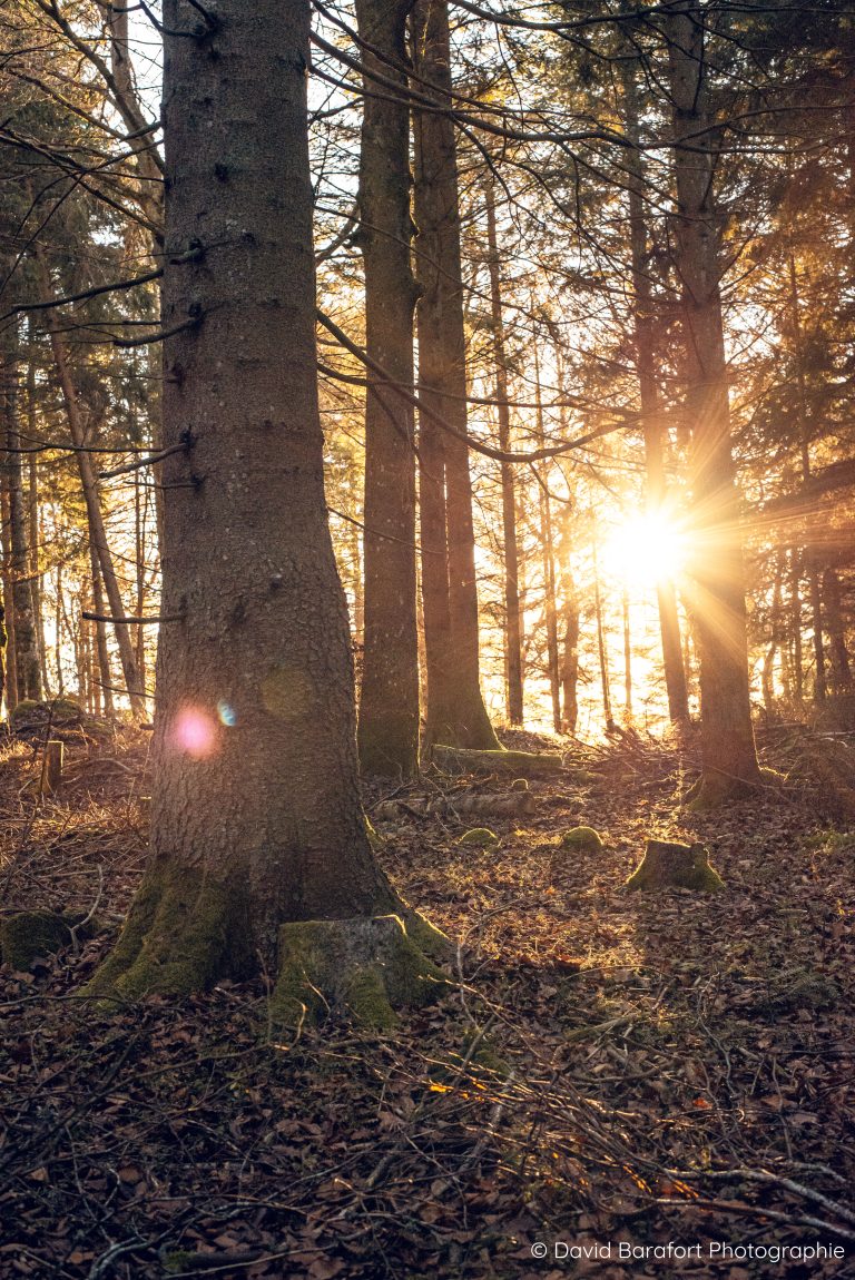 Forêt Cayres